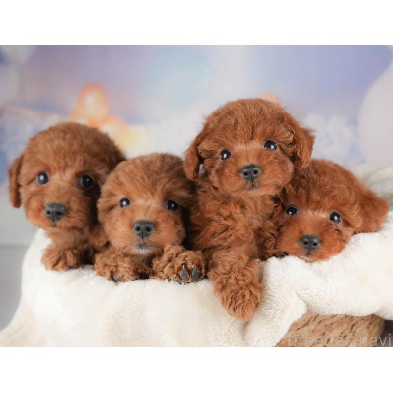 販売中の群馬県のトイプードル-452258の4枚目