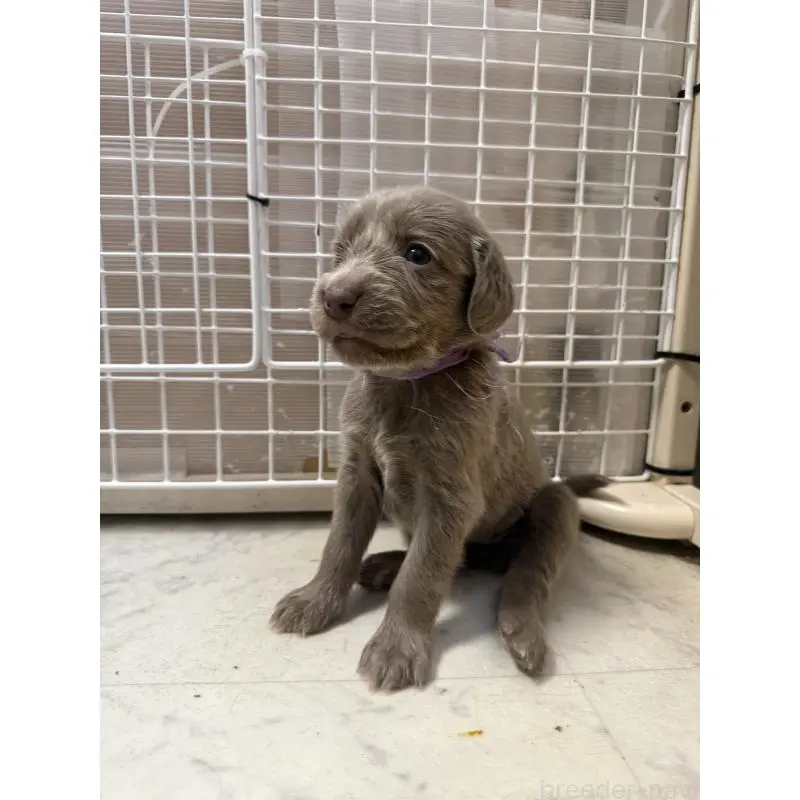 販売中の神奈川県のワイマラナー-452119の4枚目