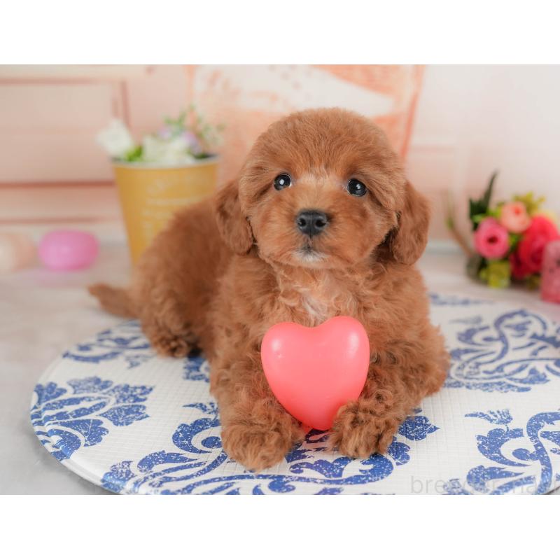 販売中の群馬県のトイプードル-452258の3枚目