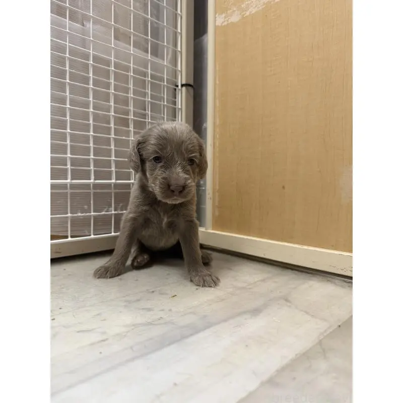 販売中の神奈川県のワイマラナー-452119の3枚目