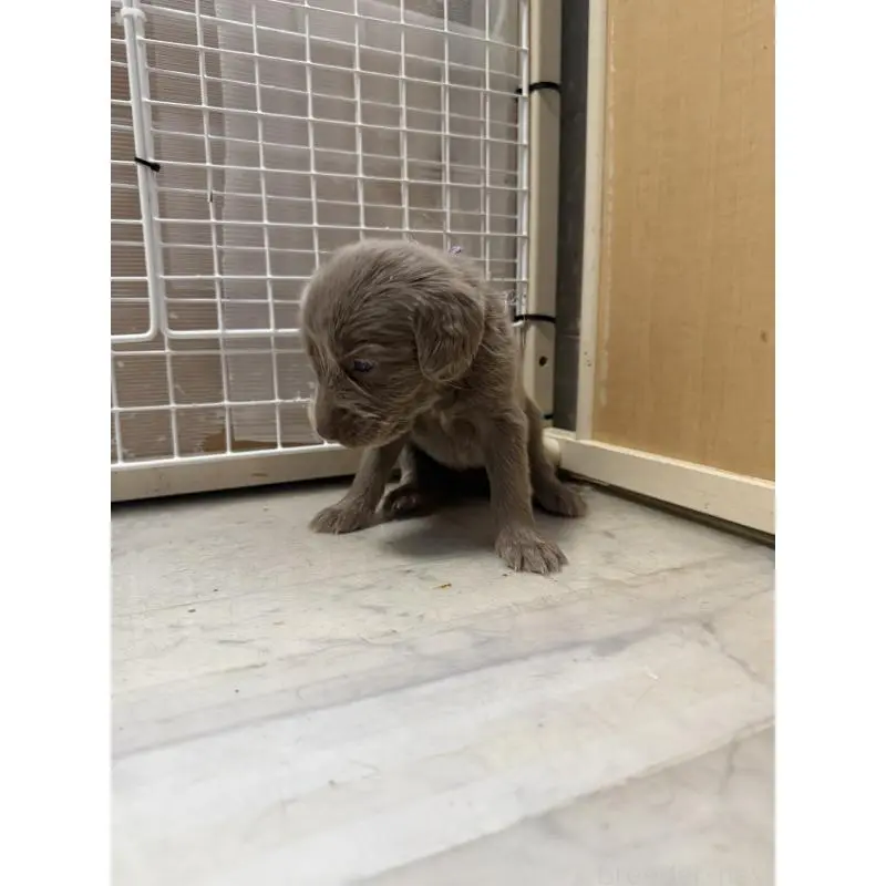 販売中の神奈川県のワイマラナー-452119の2枚目