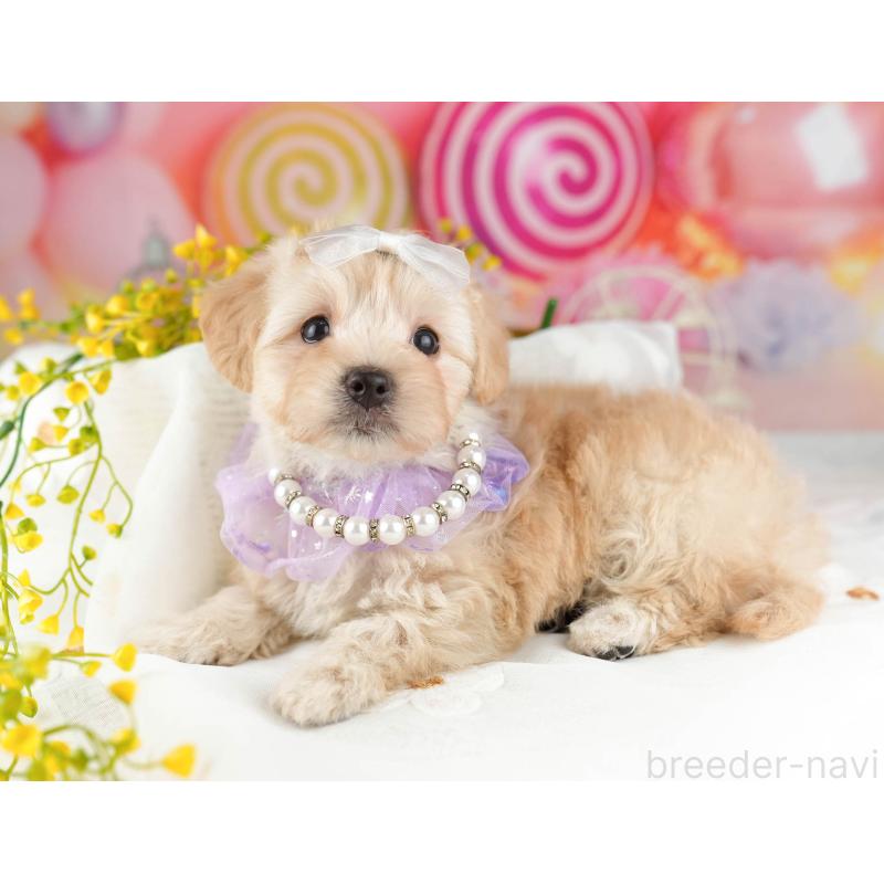 販売中の東京都のマルプー:マルチーズ×トイプードル-452421の8枚目