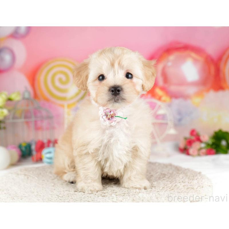 販売中の東京都のマルプー:マルチーズ×トイプードル-452421の7枚目