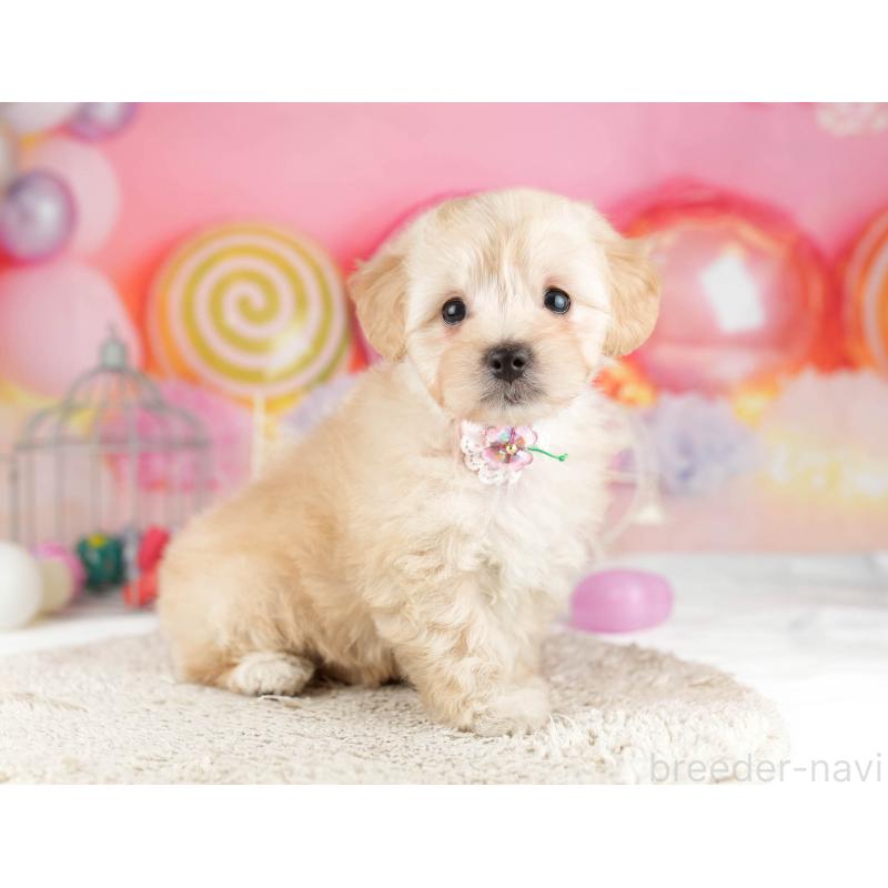 販売中の東京都のマルプー:マルチーズ×トイプードル-452421の4枚目