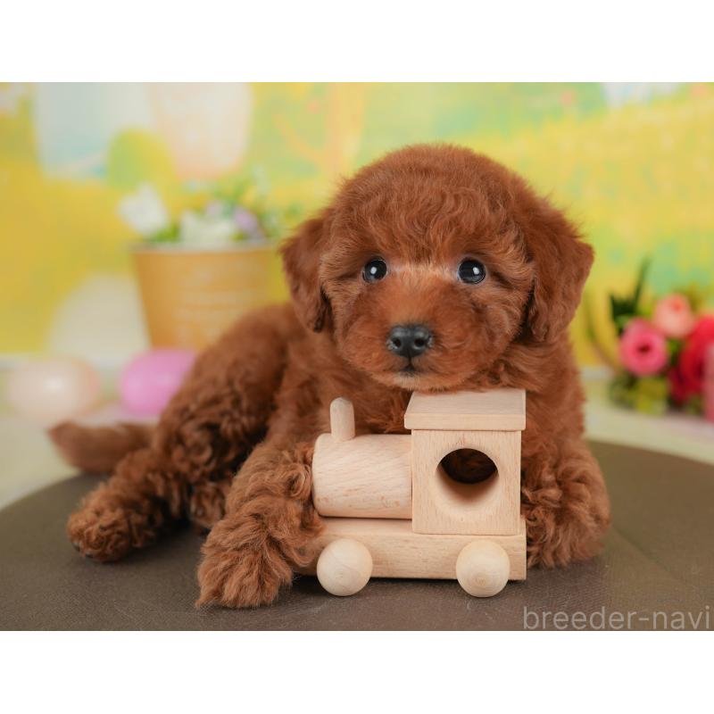 販売中の群馬県のトイプードル-452257の11枚目