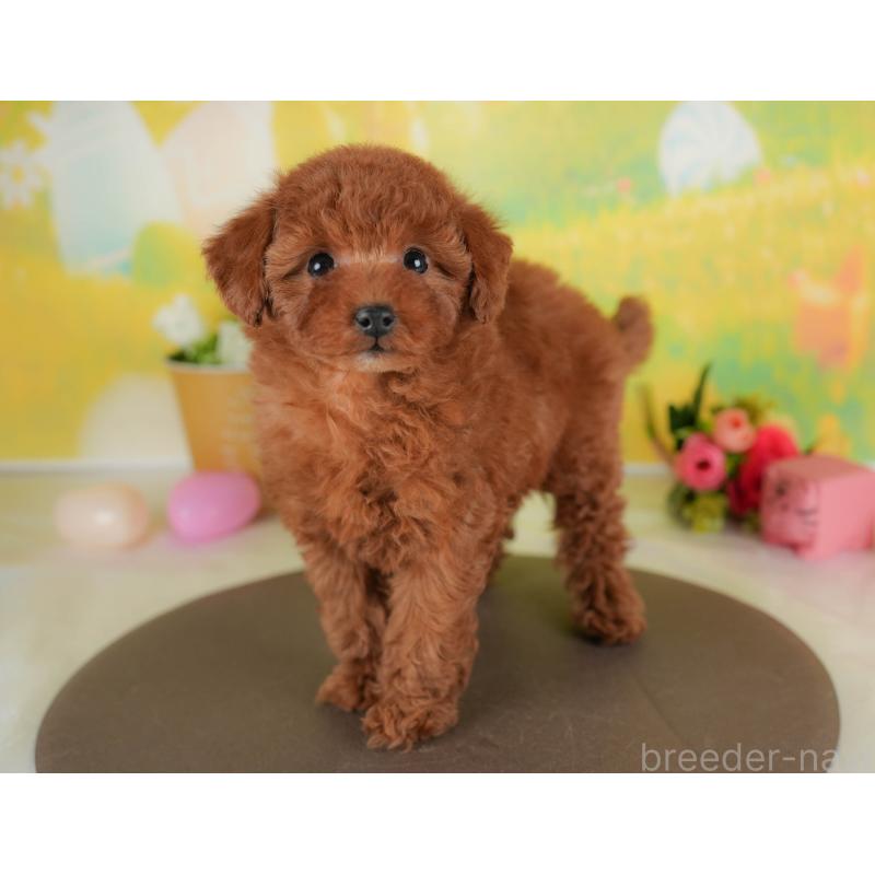 販売中の群馬県のトイプードル-452257の9枚目