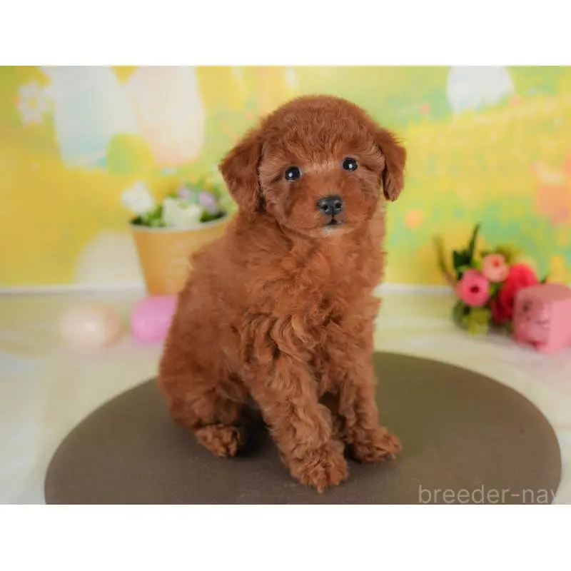 販売中の群馬県のトイプードル-452257の8枚目