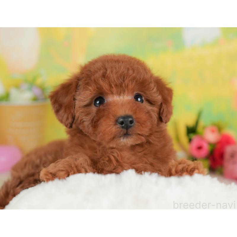 販売中の群馬県のトイプードル-452257の7枚目