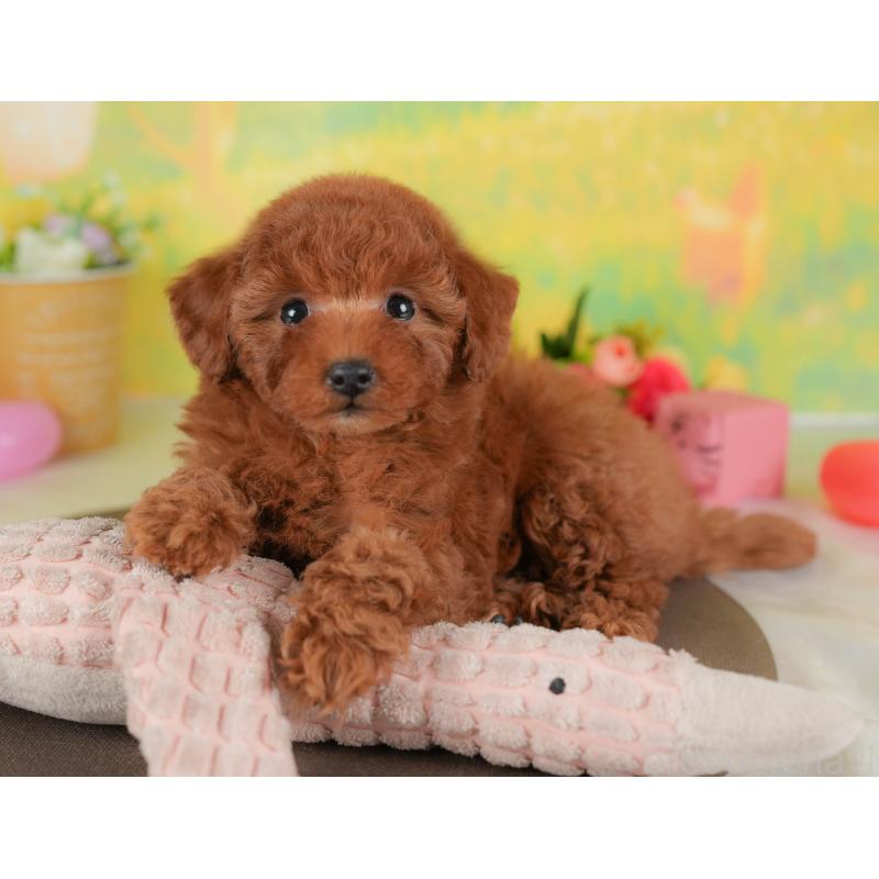 販売中の群馬県のトイプードル-452257の6枚目