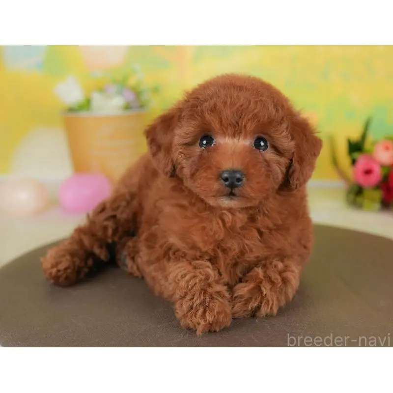 販売中の群馬県のトイプードル-452257の5枚目