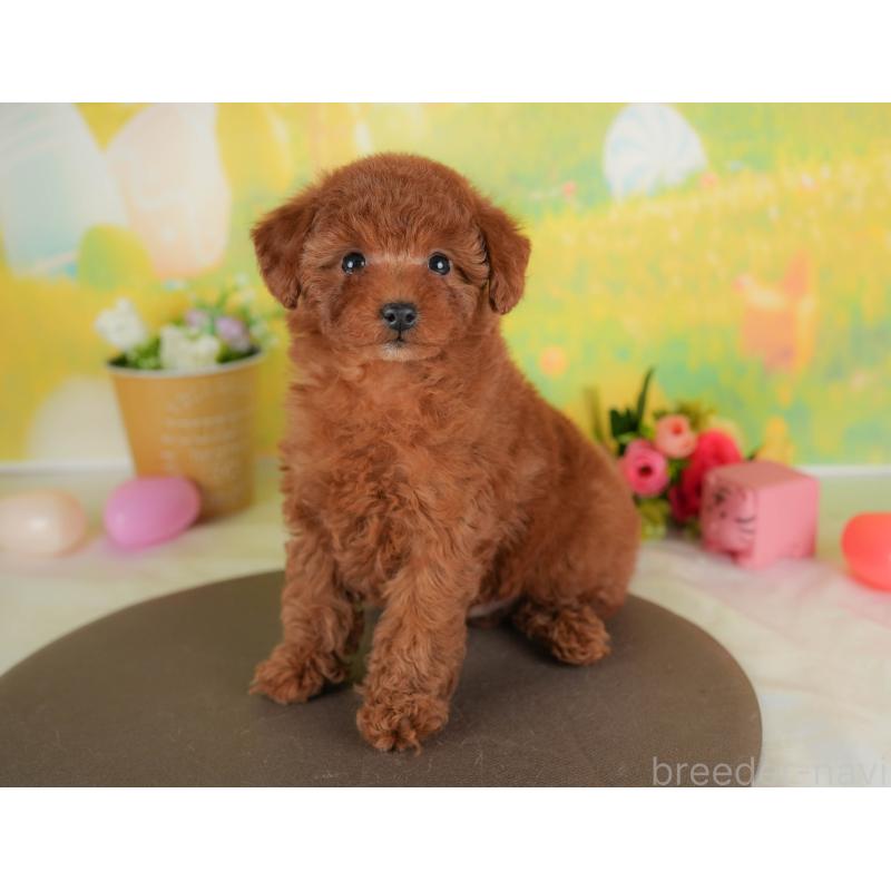 販売中の群馬県のトイプードル-452257の4枚目