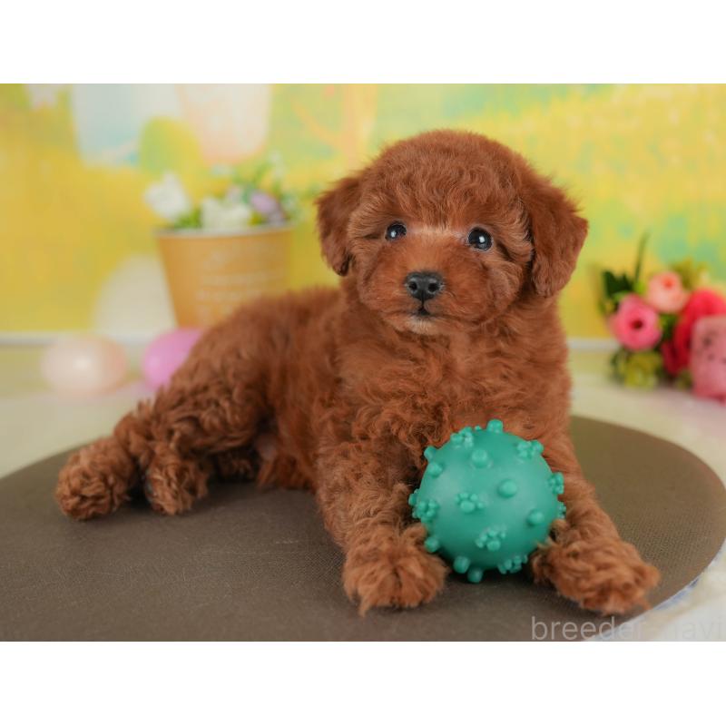 販売中の群馬県のトイプードル-452257の3枚目