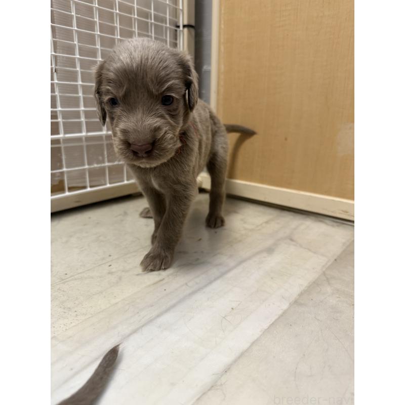 販売中の神奈川県のワイマラナー-452120の4枚目