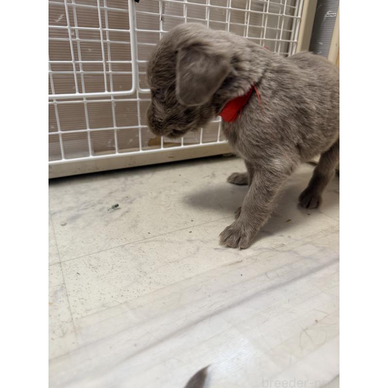 販売中の神奈川県のワイマラナー-452120の3枚目