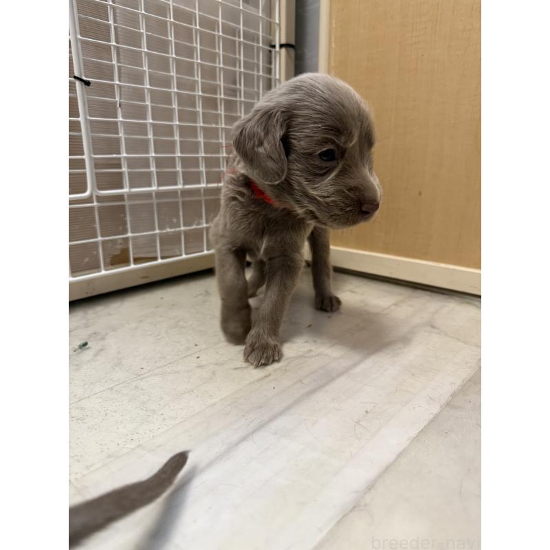 販売中の神奈川県のワイマラナー-452120の2枚目