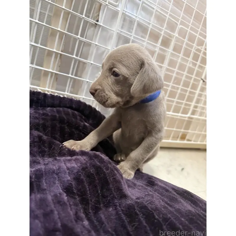 販売中の神奈川県のワイマラナー-452121の5枚目