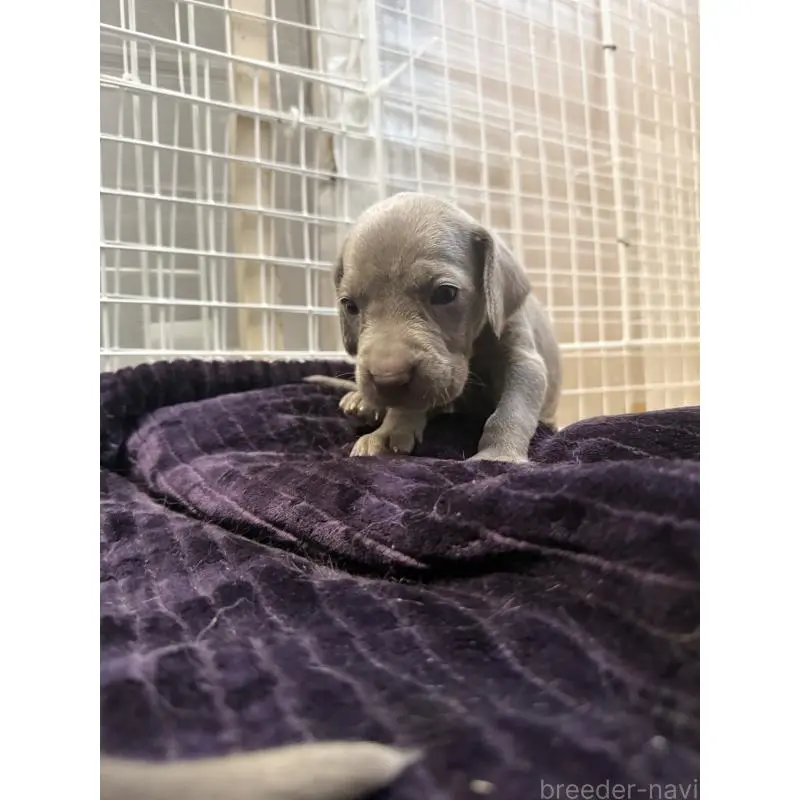 販売中の神奈川県のワイマラナー-452121の4枚目