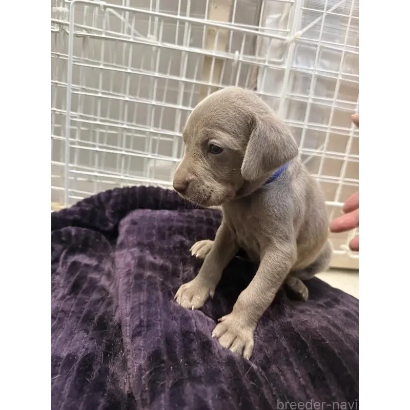 販売中の神奈川県のワイマラナー-452121の3枚目