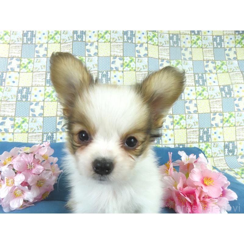 販売中の千葉県のパピヨン-444649の9枚目