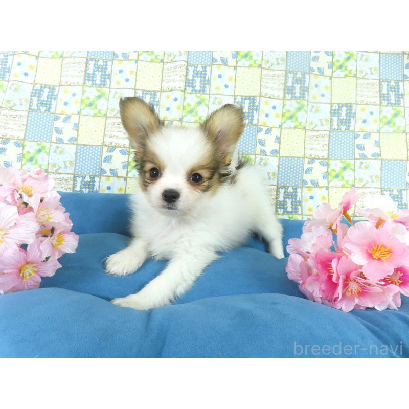 販売中の千葉県のパピヨン-444649の8枚目