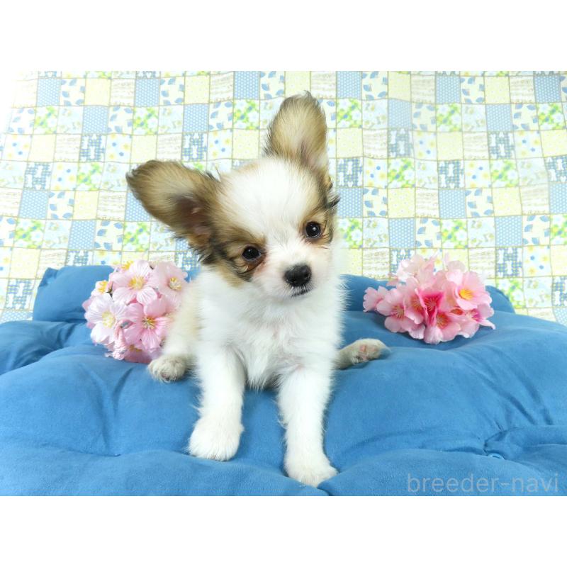 販売中の千葉県のパピヨン-444649の7枚目