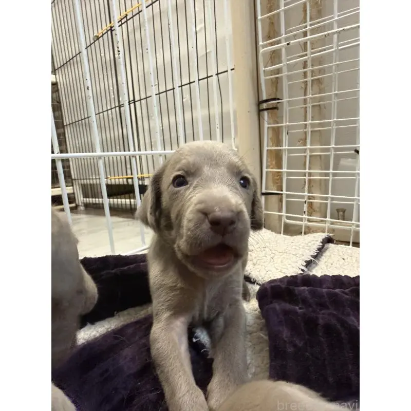 販売中の神奈川県のワイマラナー-452122の6枚目