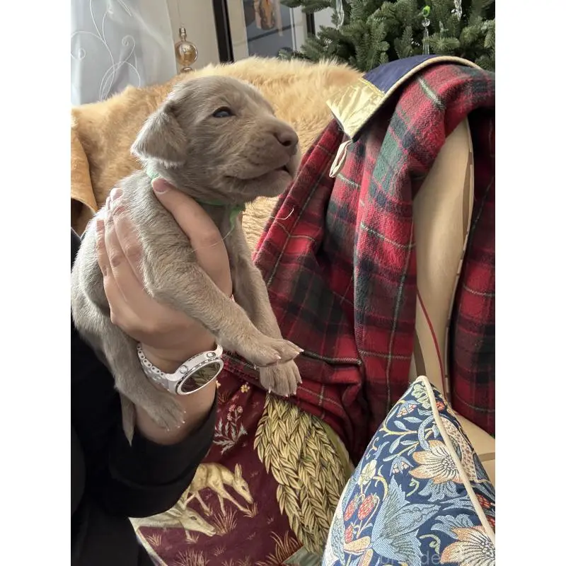 販売中の神奈川県のワイマラナー-452122の3枚目