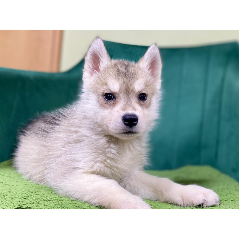 成約済の茨城県のシベリアンハスキー-446735の5枚目