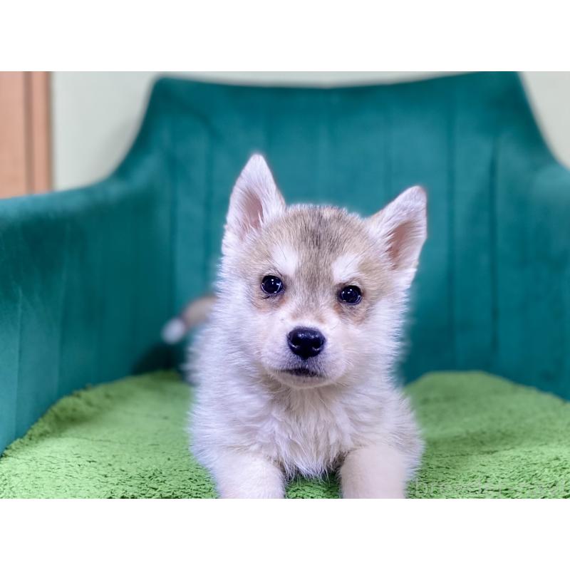 成約済の茨城県のシベリアンハスキー-446735の4枚目