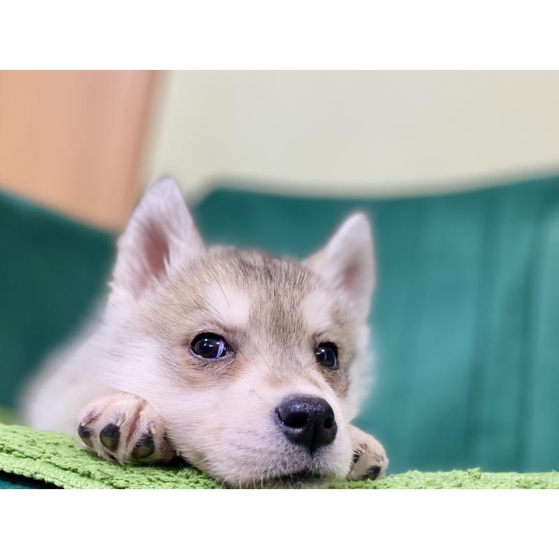 成約済の茨城県のシベリアンハスキー-446735の3枚目