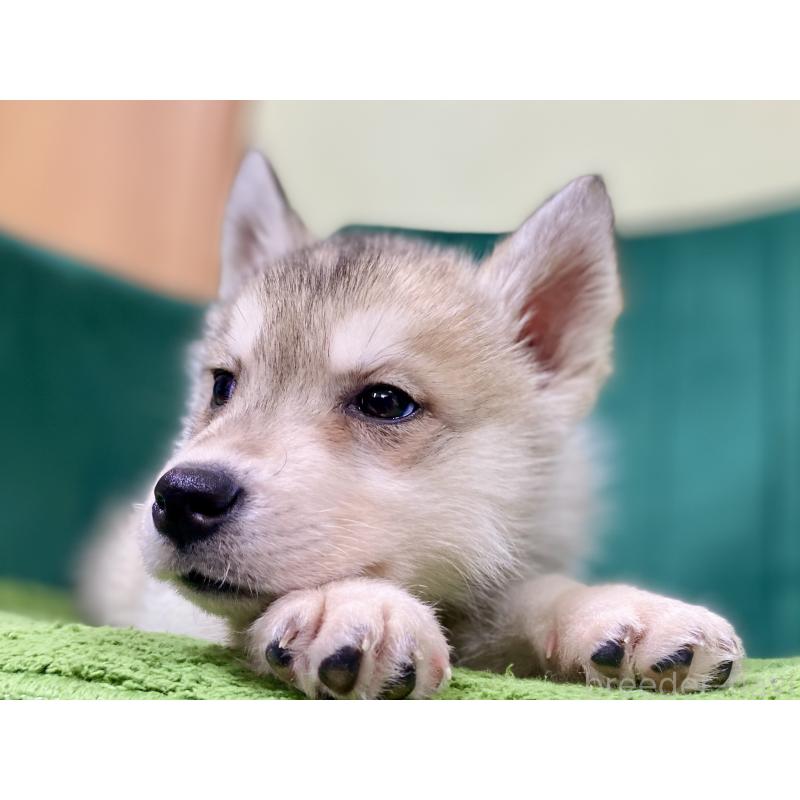 成約済の茨城県のシベリアンハスキー-446735の2枚目