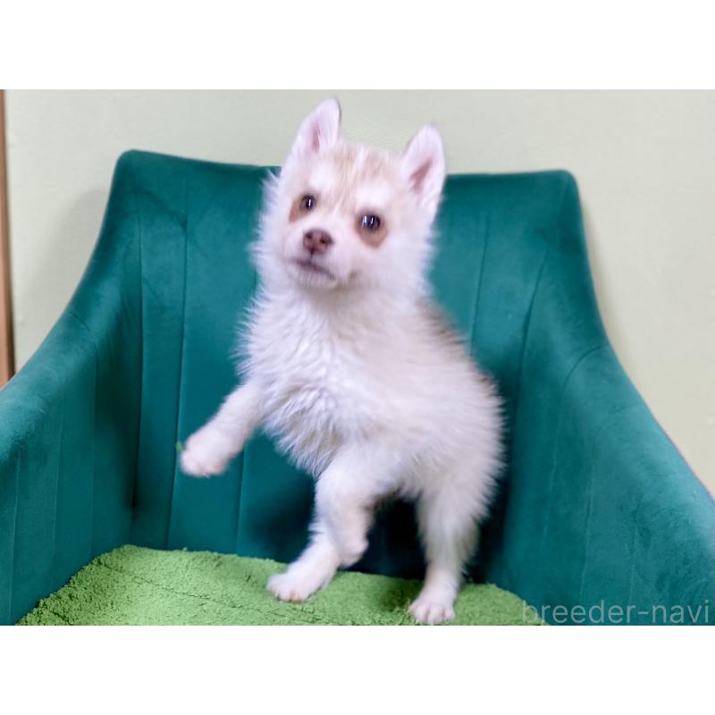 販売中の茨城県のシベリアンハスキー-446733の5枚目