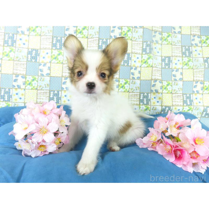 販売中の千葉県のパピヨン-444643の9枚目