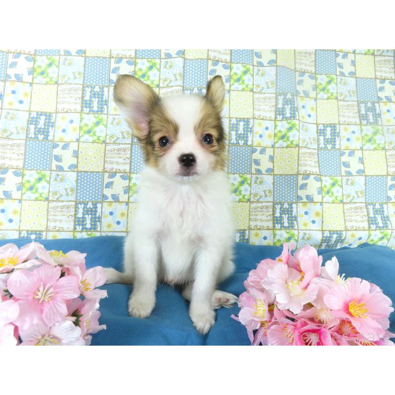 販売中の千葉県のパピヨン-444643の8枚目