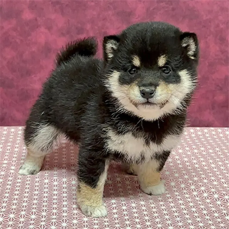 販売中の神奈川県の豆柴-452123の4枚目