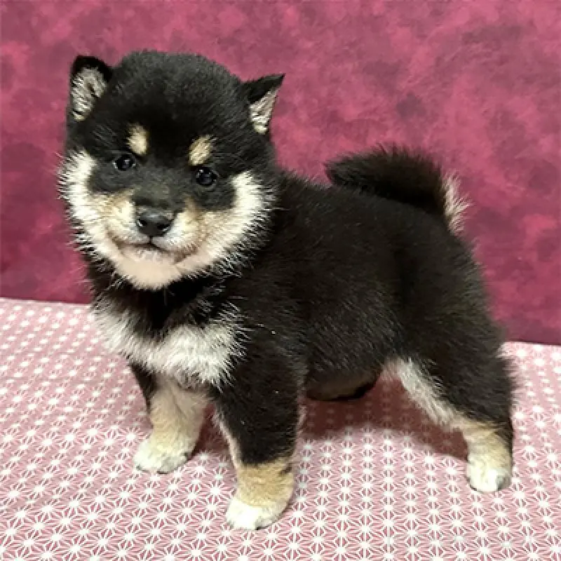 販売中の神奈川県の豆柴-452123の3枚目