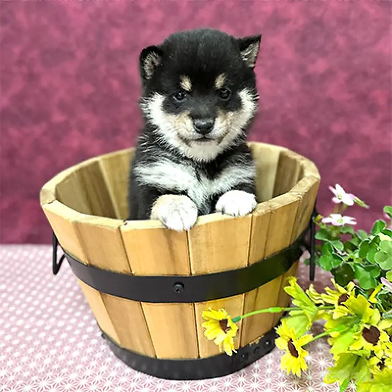 販売中の神奈川県の豆柴-452123の2枚目