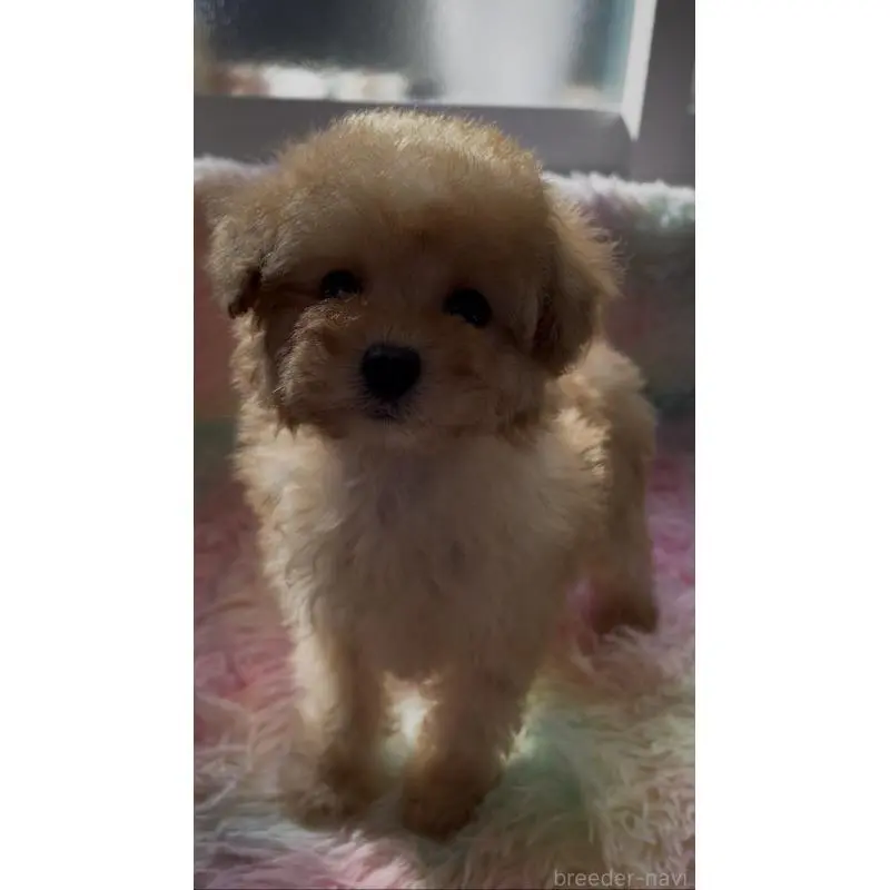 販売中の愛媛県のタイニープードル-452125の2枚目