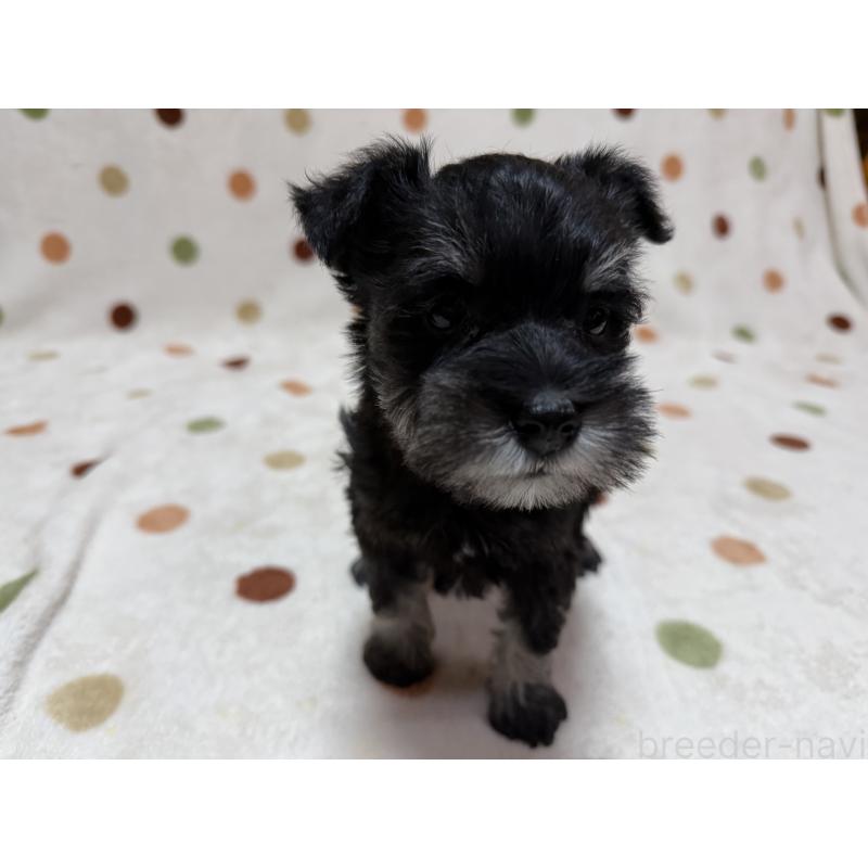 販売中の岐阜県のミニチュアシュナウザー-452126の6枚目