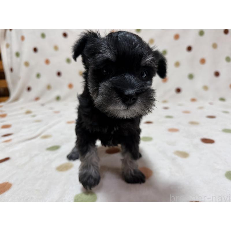 販売中の岐阜県のミニチュアシュナウザー-452126の5枚目