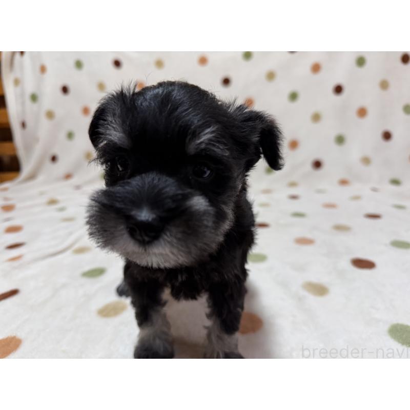 販売中の岐阜県のミニチュアシュナウザー-452126の4枚目