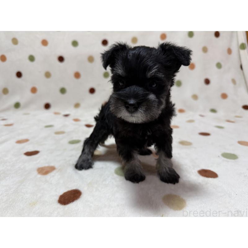 販売中の岐阜県のミニチュアシュナウザー-452126の3枚目