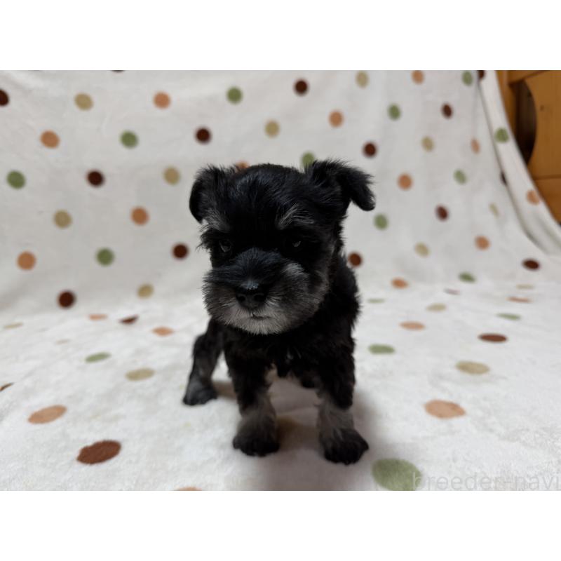 販売中の岐阜県のミニチュアシュナウザー-452126の2枚目