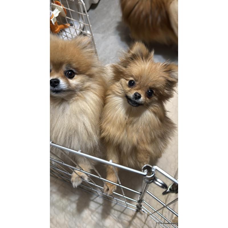 販売中の群馬県のポメラニアン-406682の6枚目