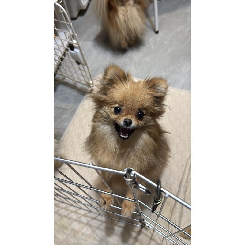 販売中の群馬県のポメラニアン-406682の5枚目