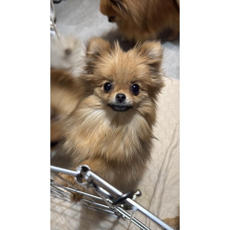 販売中の群馬県のポメラニアン-406682の4枚目