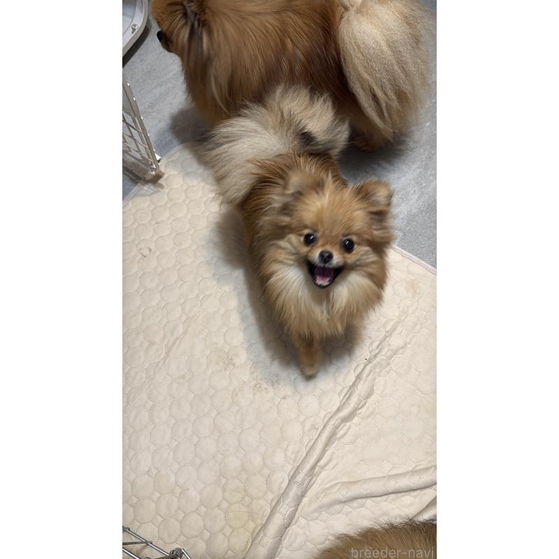 販売中の群馬県のポメラニアン-406682の3枚目