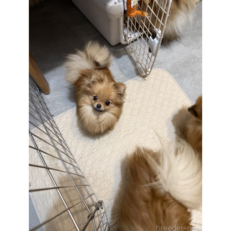 販売中の群馬県のポメラニアン-406682の2枚目