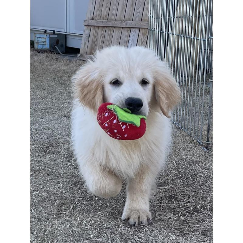 販売中の茨城県のゴールデンレトリーバー-443415の5枚目