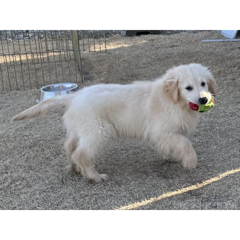 販売中の茨城県のゴールデンレトリーバー-443415の4枚目